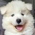 サモエドのニコ (@nico_samoyed) Twitter profile photo