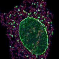 Soriano Lab (@sorianolab) 's Twitter Profile
