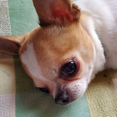 旦那に騙され(?)てポーカー始めました。そろそろトナメトライしてみようかな…
ストグラにハマってます。観測し始めて約1年半、雷堂ましろメイン。
救急隊箱推し、警察箱推し公務員頑張れ。