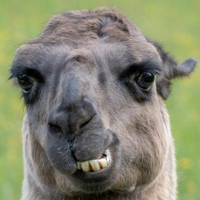 beranm14's profile picture. 