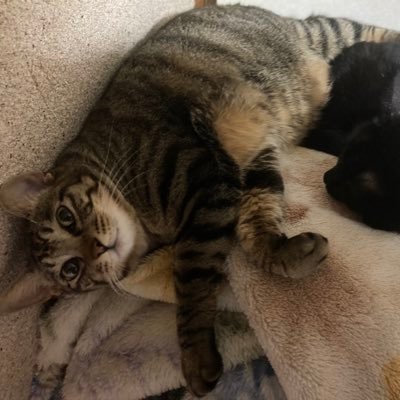 天音春子|ASD詩人と4匹の猫 小説と詩で生き延びてるASD詩人。 『壊れるってわかってても、あなたを選んだ。』Kindleで発売中:https://t.co/qIDdq4zZ01 #創作大賞2025 応募中/言葉で心をほどく作家