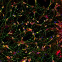 Burbulla Lab (@burbulla_lab) 's Twitter Profile