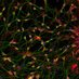 Burbulla Lab (@burbulla_lab) Twitter profile photo Burbulla Lab (@burbulla_lab) Twitter profile photo