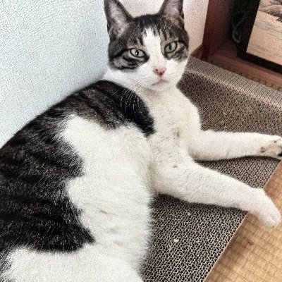 NokaNaoe's profile picture. 