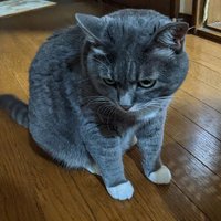 あべべ (@abebemaben) 's Twitter Profile Photo