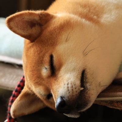 bakurou_game's profile picture. 自由な生き方　趣味:飯テロ投下　たまにパチンコ　自作PC弄り（物理)　柴犬のさくらちゃんを飼ってます【PSNとsteamやEpic Games：tamabakurou】　　※固定ツイートは自作PCを組み立てたやつですが自分が修理に使うためのメモです