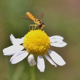 greenlace64's profile picture. 