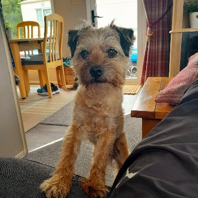 Ball obsessed Border Terrier🐶🥎. When I'm not at home in North Yorkshire you can find me at my caravan in the Scottish borders or with me best pal Riley😊