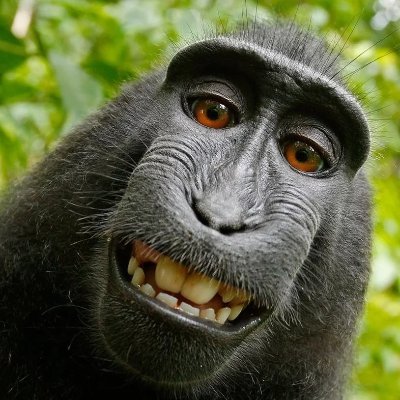 MihaiGe29582437's profile picture. Hey there! I love monkeys and I am a crypto fan :-)