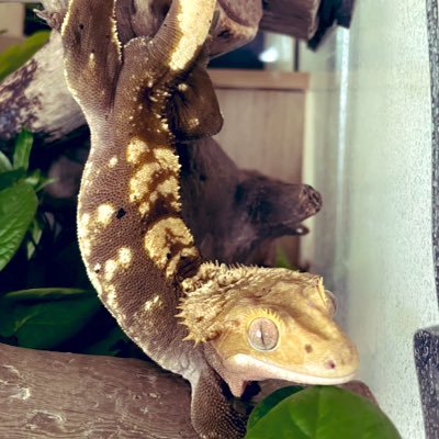 ofuton0719's profile picture. 生き物と夏が好きです𓆈𓆈無言フォロー失礼します🙇‍♂️参考にさせていただきます!