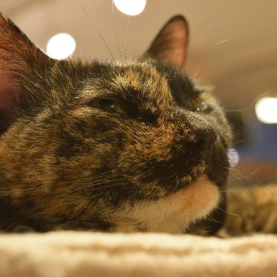 pyewacket_at's profile picture. 弁理士試験の勉強記録用/LEC 23年向けスマート/R5年度受験予定/事務所3年目