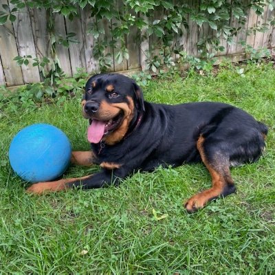 Teddy, Rottweiler
Emily, Pack Leader

Adoption ❤️ 27 Apr 2022
Birthday ❤️ 5 Sept 2020

Please enjoy our journey in trust, training, and leadership.