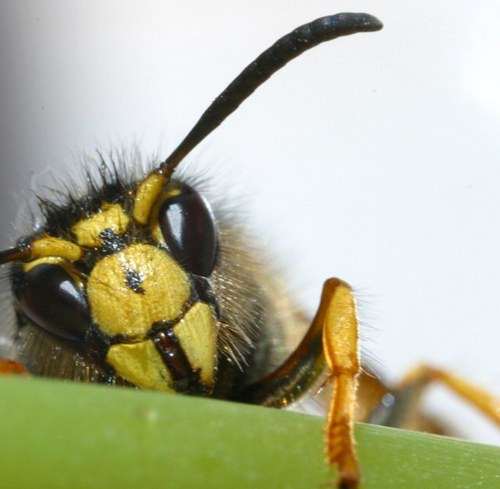 LomGrom's profile picture. 