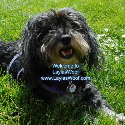 Woof, my name is Layla. I am a rescued dog growing old with Mom sharing my life on my blog.  We speak out against Animal Abuse and Domestic Violence