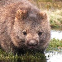 Wombat. Mucki-approved. (@WombatHB) 's Twitter Profile Photo