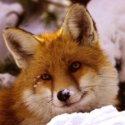 🦊CIVIS EUROPAEUS SUM🦊#Fox #Räv #Ræv #Renard #Volpe #Fuchs❤️
🦊#AnimalRights#ClimateEmergency 🇪🇺#BasicIncomeEurope #EuropeanRepublic #NewERA 
RT ≠ endorsment