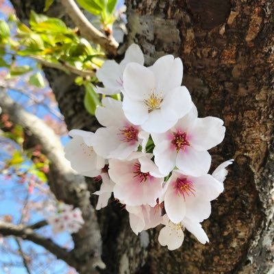 sayaさんのプロフィール画像
