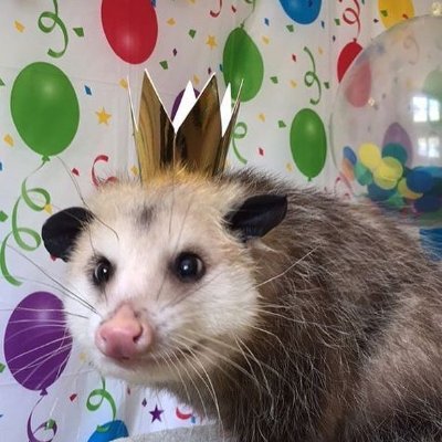 Naming every Possum Every Hour Possum (Not active from 12-9 AM EST, will catch up every morning), just a guy that loves possums