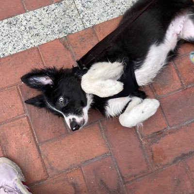 vickygonzzzalez's profile picture. :)