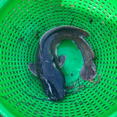 yusbayfarms's profile picture. Farm Produce & Agro-Allied Services Crop & Livestock Production Fishery - Catfish(Hybrid, Clarias), Tilapia, etc. Inputs, Feeds & Machineries Consultancy