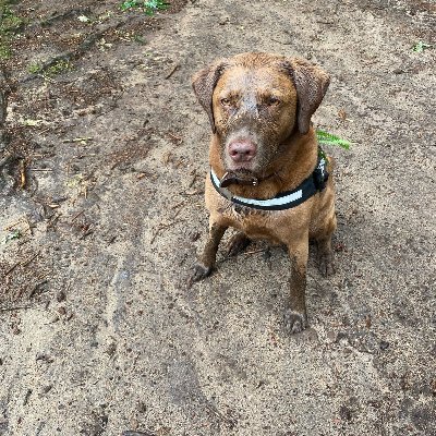 JonRoadnight's profile picture. Social democratic, centre left, Watford fan and student of golf
