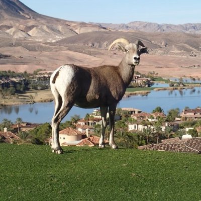 WestofShelly's profile picture. Battle Born. Battle Tested.