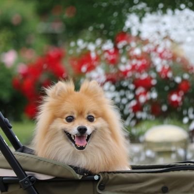 自然が好きです。草木のしなやかさとしたたかさに日々励まされています。ポメラニアンのてっちゃん (小鉄 10歳 愛犬3代目) と仲良く暮らしています。