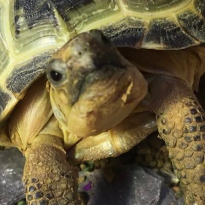 I’m a four year old Russian tortoise 🐢 I love exploring and sitting in my boot!