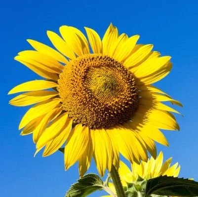 BooskaPyonkichi's profile picture. 私的な感想の記録です。議論を望まれてもスルーします。鍵アカの方からのフォローはお断り！　フォローは情報源のためであって支持ではありません。