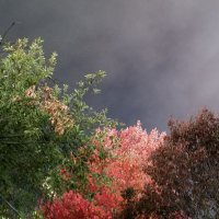 Red pine (@kazenolullaby) 's Twitter Profile