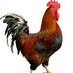 BritishCock69 (@britishcock69) Twitter profile photo BritishCock69 (@britishcock69) Twitter profile photo