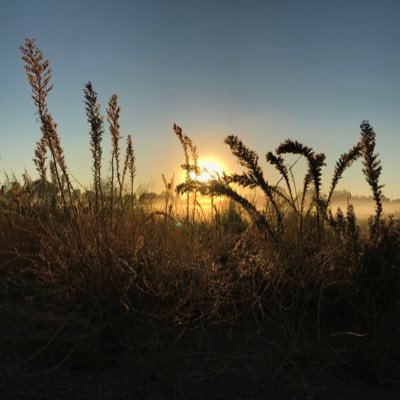 shreddysburgh's profile picture. Old