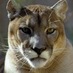 IowaCityMountainLion (@icmountainlion) Twitter profile photo IowaCityMountainLion (@icmountainlion) Twitter profile photo