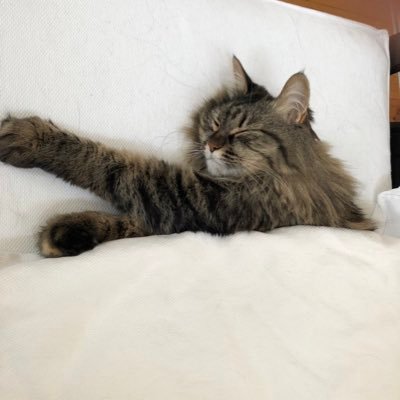 ねこねこ55 Eテレ】ねこねこ55のテーマ曲をのせ猫気分で 0655 Hawaiian