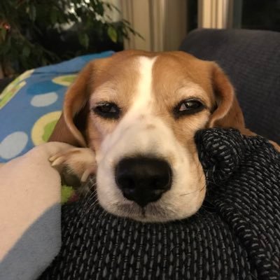 BeaglePip Profile Picture