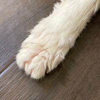 ちむちむ (@timu0987654321) 's Twitter Profile