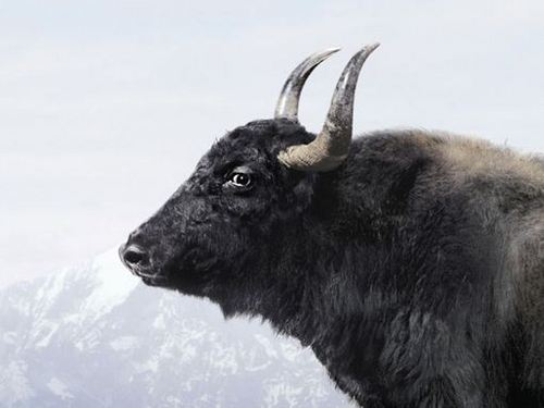 Dances with Yaks (@DancingYak) | Twitter