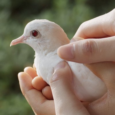 映画『ミューズは溺れない』🕊