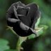 Black Rose (@allen_parmenter) Twitter profile photo Black Rose (@allen_parmenter) Twitter profile photo