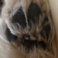yashiro (@yashiro_ame) Twitter profile photo