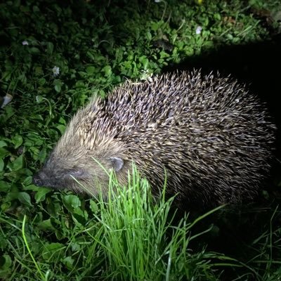 NickBooHedgehog Profile Picture