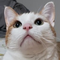 おけつねこ(@p81568156) 's Twitter Profile Photo