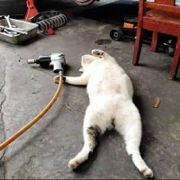 Kucing Siluman 🍉 (@sebutsajakucing) 's Twitter Profile Photo Kucing Siluman 🍉 (@sebutsajakucing) 's Twitter Profile Photo