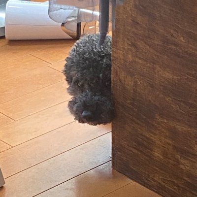 1_onaka's profile picture. そら見上げてますか？夜はほしがいっぱいおる。 I can't reply, but please see my Instagram. You can access my profile picture from the address below the Instagram image. 👩🏼🍻🍶🍚🐕🐈✨