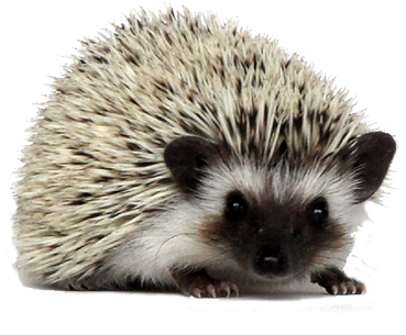 hedgehog_horace Profile Picture