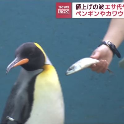 nanasiki25's profile picture. DOSUKOI