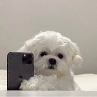 m1ya (@m1yafn) 's Twitter Profile Photo