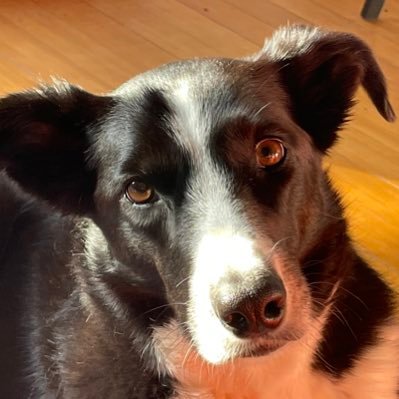 Climate & seabed mining-obsessed Mother of collie Pearl. Aotearoa. She/her #westisbest