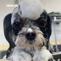 犬のとこや ふりふりしっぽ (@furifurisippo_) 's Twitter Profile