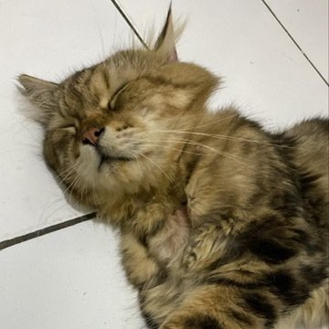 likeinggrid's profile picture. Mrs Nugros~